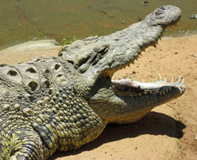 Krokodil im Phezulu Safari Park