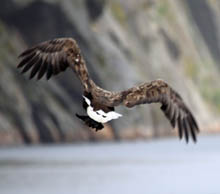 Seeadler am Trollfjord