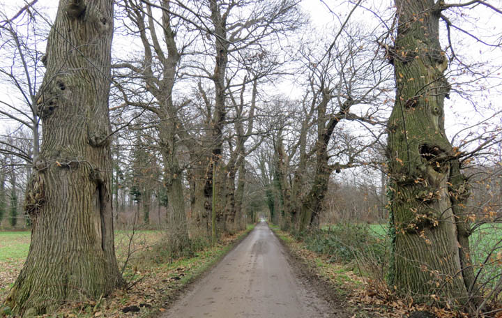 Kastanienallee am Gut Weißenstein Kastanienallee am Gut Weißenstein