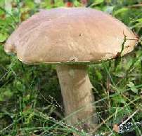 Pilz