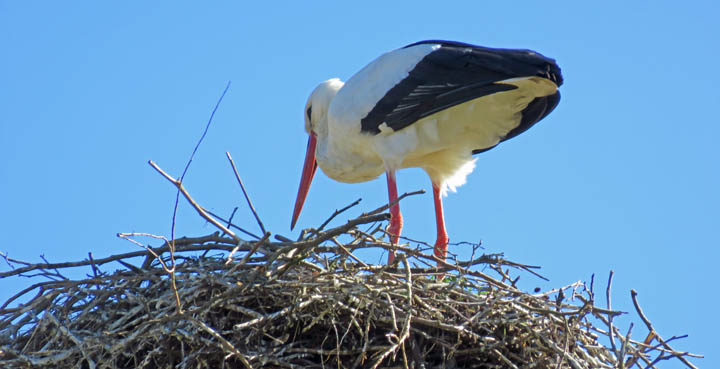 Storchennest am Schloss Ringenberg Storchennest am Schloss Ringenberg