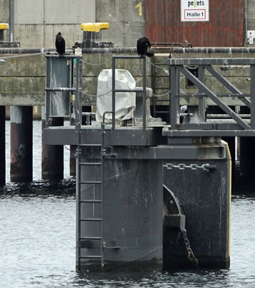 Grünes Leuchtfeuer am Kreuzfahrtanleger Wismar Warnfeuer Wismar-Kreuzfahrtanleger