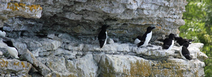 Tordalken auf einem Felsvorsprung auf der Insel Stora Karlsö Tordalken