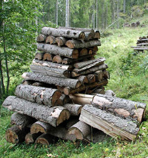 Holzeinschlag
