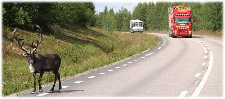 Rentiere haben Vorfahrt Rentiere haben Vorfahrt