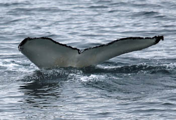 Fluke eimes Buckelwals