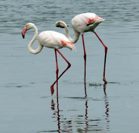 Flamingos