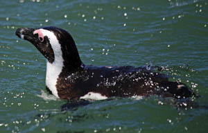 Pinguin