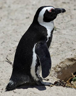 Pinguin