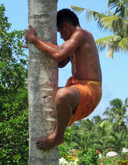 Kokuspflücker auf Samoa